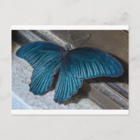 borboleta azul inseto voando belas asas