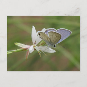 Cartão Postal Borboleta Azul Marinha em Gaura Bloom