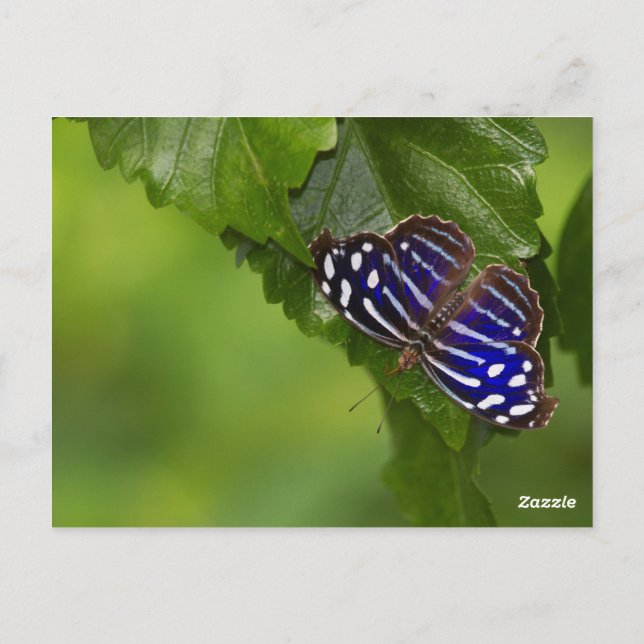 Cartão Postal Borboleta azul mexicana (Verso)