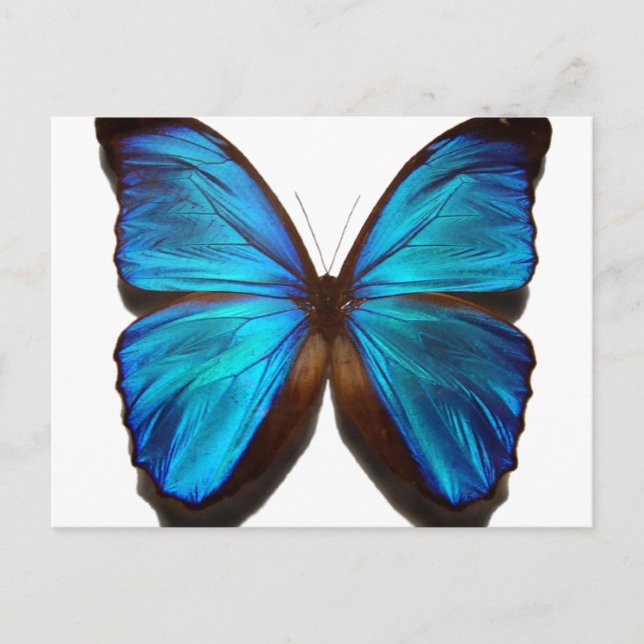 Cartão Postal Borboleta Azul Morpho (Frente)