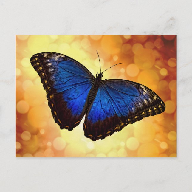 Cartão Postal Borboleta Azul Morpho (Frente)