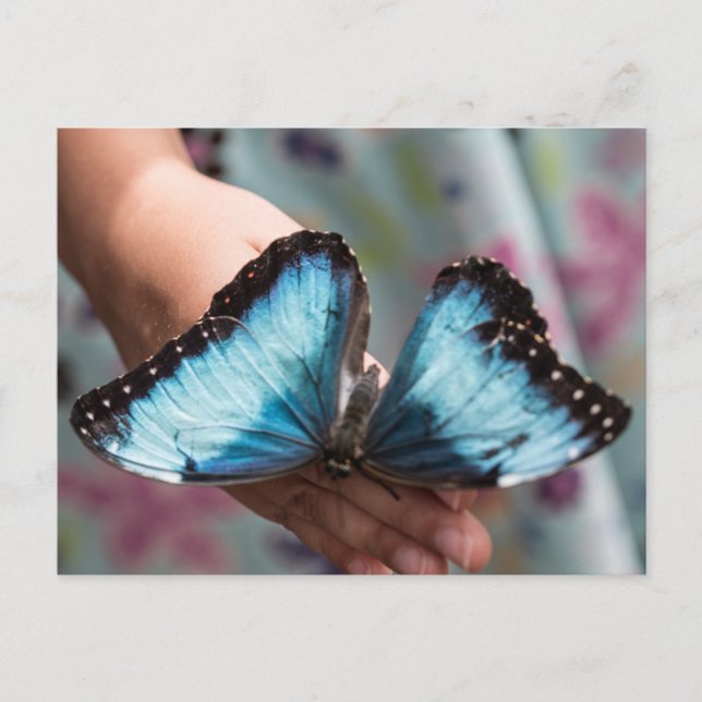 Cartão Postal Borboleta Azul Morpho (Frente)