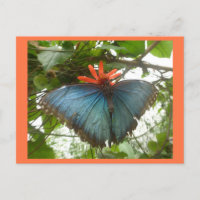 Borboleta Azul Morpho no Cartão-postal da Fazenda