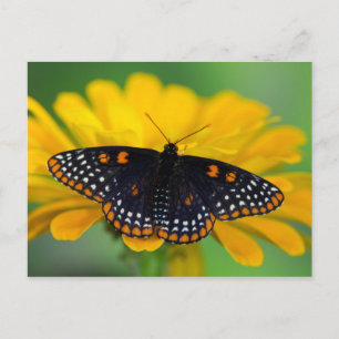 Cartão Postal Borboleta Baltimore Checkered Spot