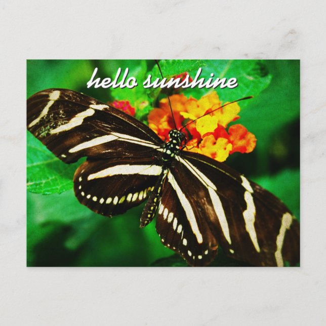 Cartão Postal Borboleta Black White Stripe Hello Sunshine Script (Frente)