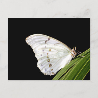 Cartão Postal Borboleta branca Morpho na folha