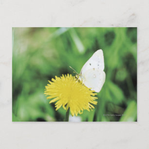Cartão Postal Borboleta branca se alimentando de um dandelion