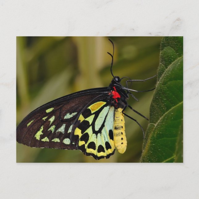 Cartão Postal Borboleta Cairns Birdwing (Frente)