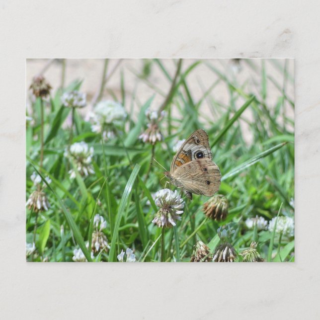 Cartão Postal Borboleta de Buckeye Comum (Frente)