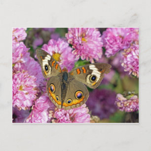 Cartão Postal Borboleta de Buckeye Comum