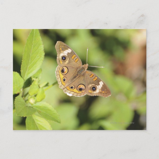 Cartão Postal Borboleta de buque comum, Junonia coenia. (Frente)