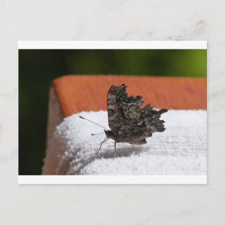 Cartão Postal Borboleta de Camuflagem Escura