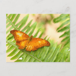 Cartão Postal borboleta de cruzeiro