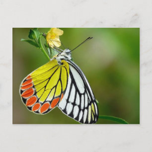 Cartão Postal Borboleta de Jezebel (Delias Eucharis)