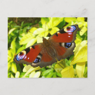 Cartão Postal Borboleta de pavão