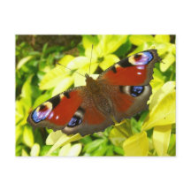 Borboleta de pavão