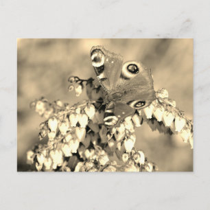Cartão Postal Borboleta de Peacock Europeia