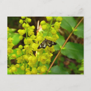 Cartão Postal Borboleta de Sequoia e Flores Selvagens