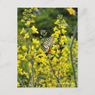 Cartão Postal Borboleta de Swallowtail:Cartão postal ポ ス 