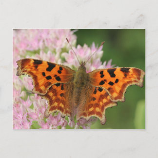Cartão Postal Borboleta de vírgula