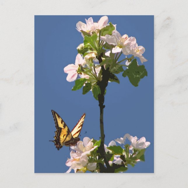 Cartão Postal Borboleta-do-mato-engolido em Blossomas de Maçã (Frente)