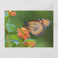 Borboleta do soldado (eresimus do Danaus) que