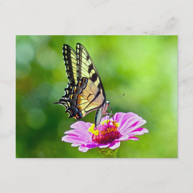 Cartão Postal Borboleta do Swallowtail de Tigre (Frente)