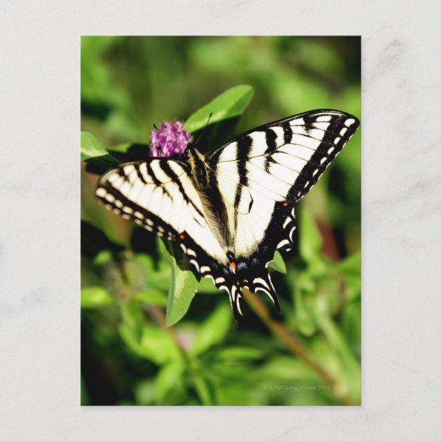 Cartão Postal Borboleta do Swallowtail Tiger. Papilio glacus. (Frente)