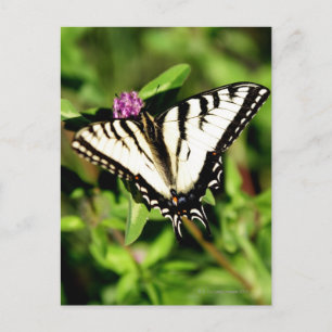 Cartão Postal Borboleta do Swallowtail Tiger. Papilio glacus.