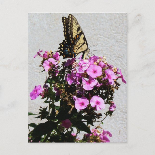 Cartão Postal Borboleta e Glórias da Manhã (Frente)