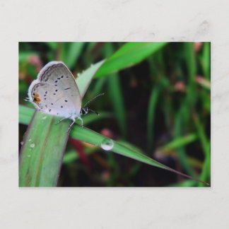 Cartão Postal borboleta e gota a 9 milhas de corrida