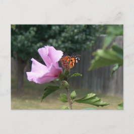 Cartão Postal Borboleta e Rosa de Sharon