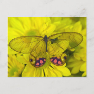 Cartão Postal Borboleta em Flores Amarelas