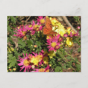 Cartão Postal Borboleta em jardins de Bellingrath