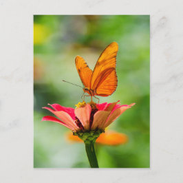 Cartão Postal Borboleta em uma flor