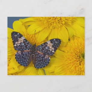 Cartão Postal Borboleta em uma Flor Amarela