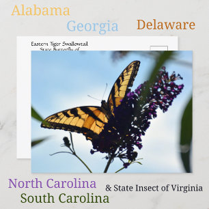 Cartão Postal Borboleta Fotográfica do Swallowtail do Tiigre Ori