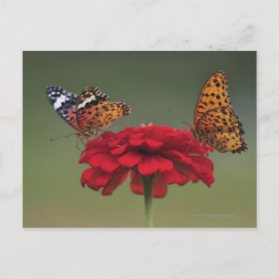 Cartão Postal Borboleta Fritilaria (Argyreus hyperbius) em 2