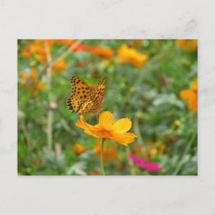 Cartão Postal Borboleta Fritillle indiana e flores cosmos