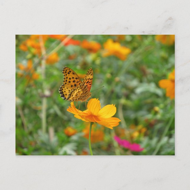 Cartão Postal Borboleta Fritillle indiana e flores cosmos (Frente)