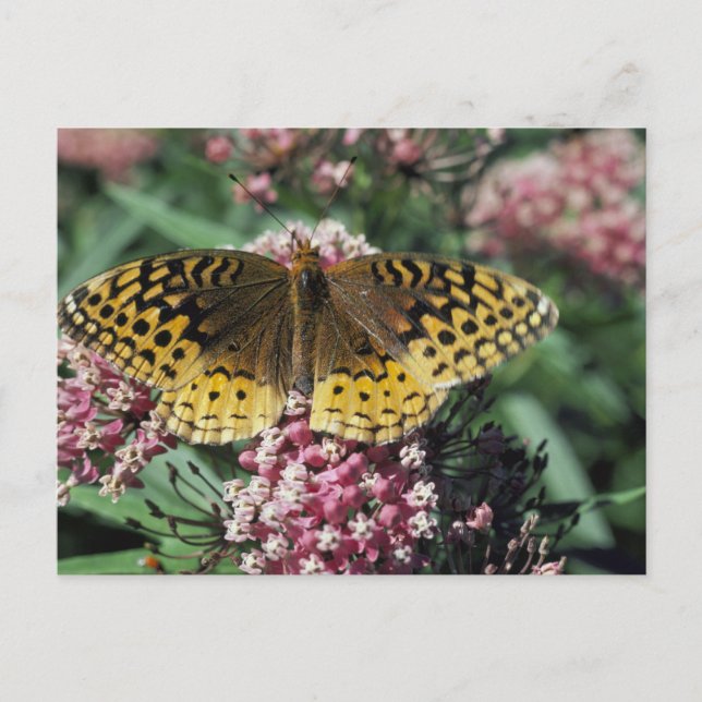 Cartão Postal Borboleta Grande Fritillary Manchada (Frente)