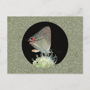 Cartão Postal Borboleta Hairstreak cinza