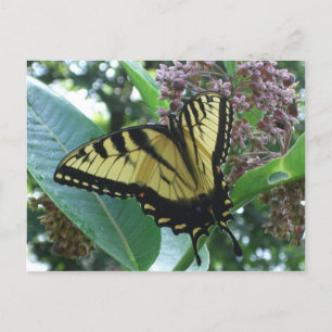 Cartão Postal Borboleta I de Swallowtail em Milkweed em Shenando