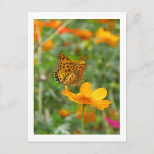 Cartão Postal Borboleta Indian Fritillary & flores de cosmos