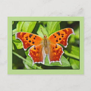 Cartão Postal Borboleta Laranja
