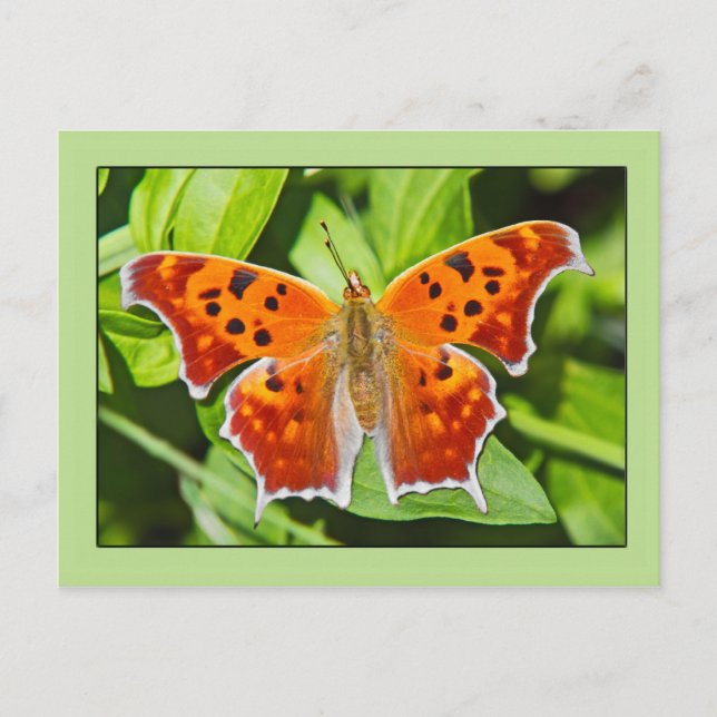 Cartão Postal Borboleta Laranja (Frente)
