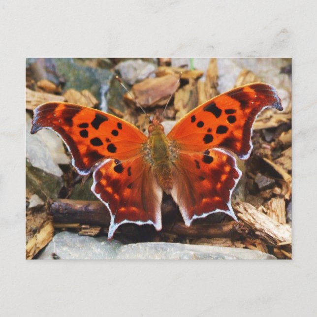 Cartão Postal Borboleta Laranja (Frente)