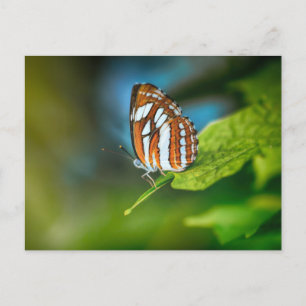 Cartão Postal Borboleta laranja e branca