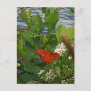 Cartão Postal Borboleta Laranja e Preta no lago