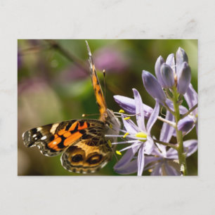 Cartão Postal Borboleta Laranja no Roupa e presentes de Hyacinth